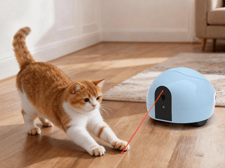 This Robot Changed My Cat's Day