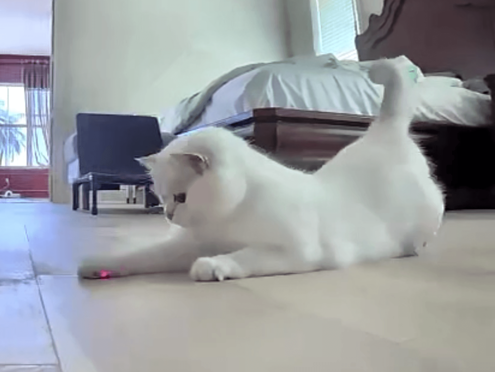 Snowball’s highness